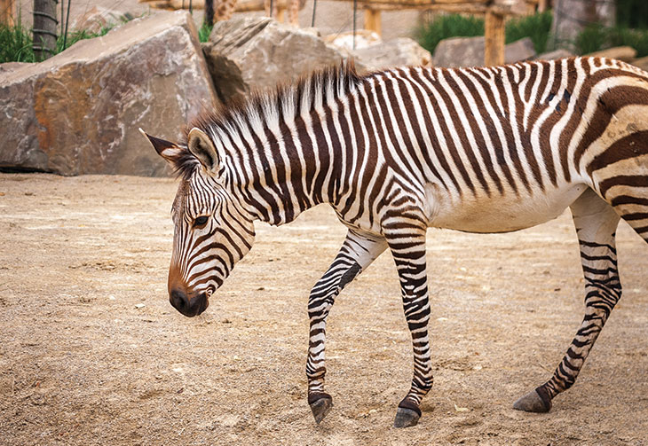 BELGIQUE - ZOO D'ANVERS