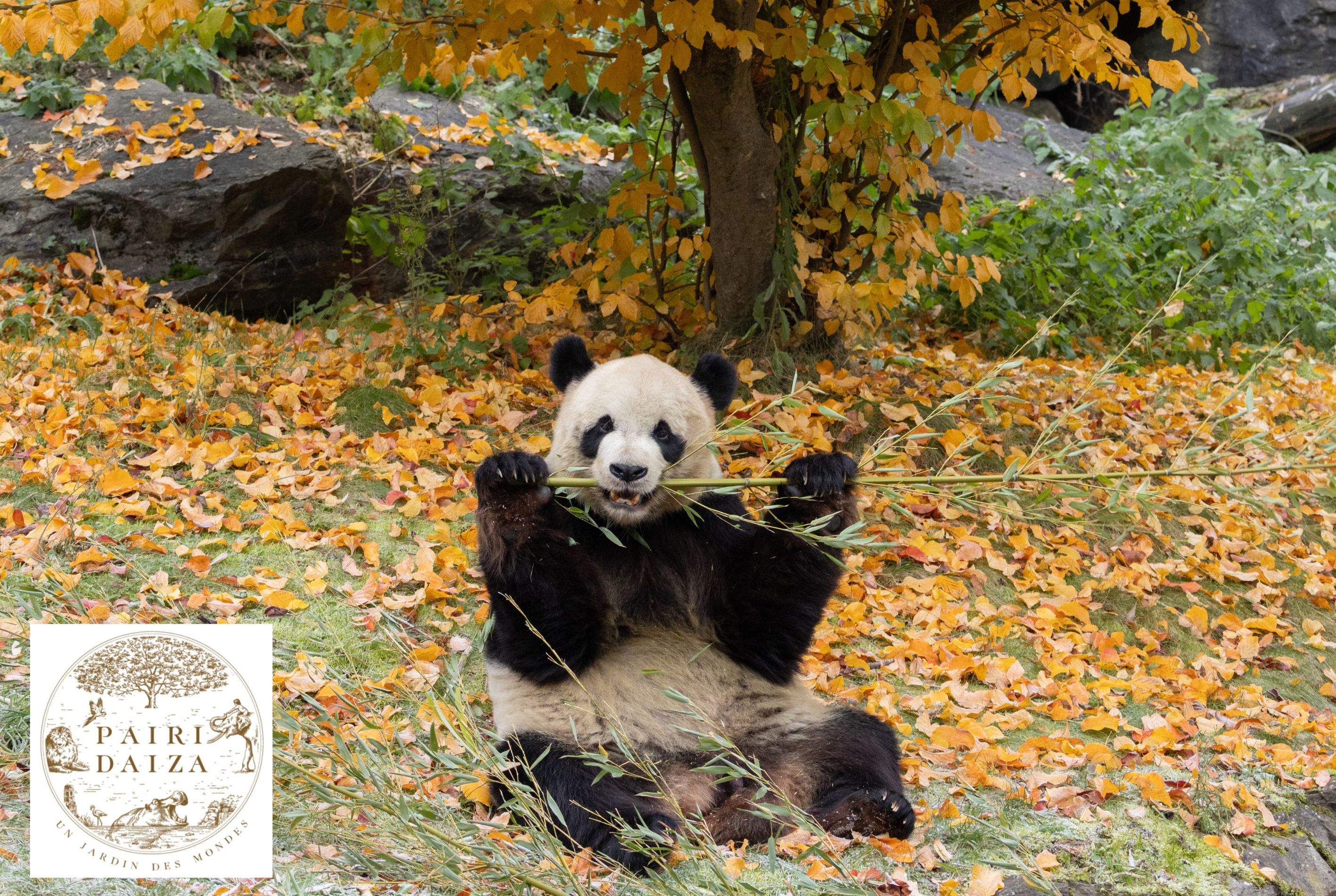 PAIRI DAIZA PARTEZ EN VOYAGE DANS LE MONDE