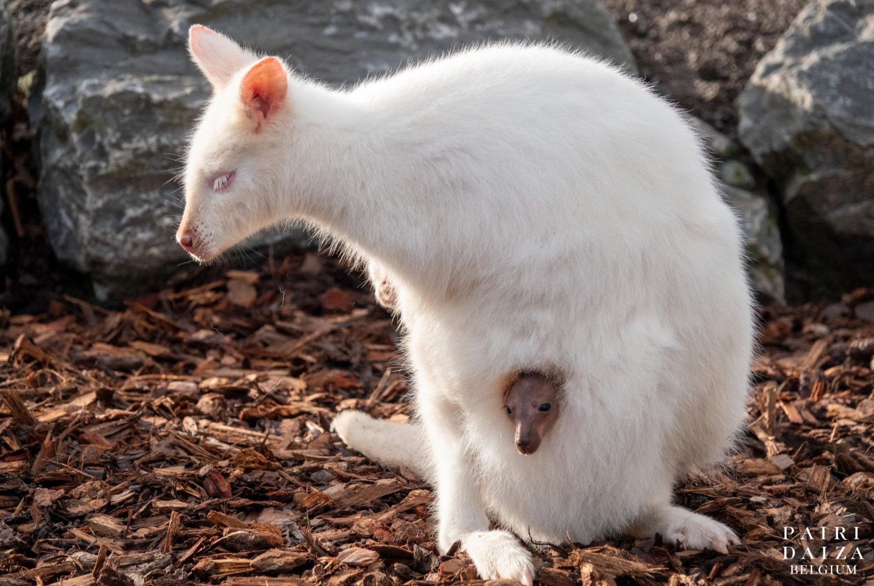 PAIRI DAIZA PARTEZ EN VOYAGE DANS LE MONDE