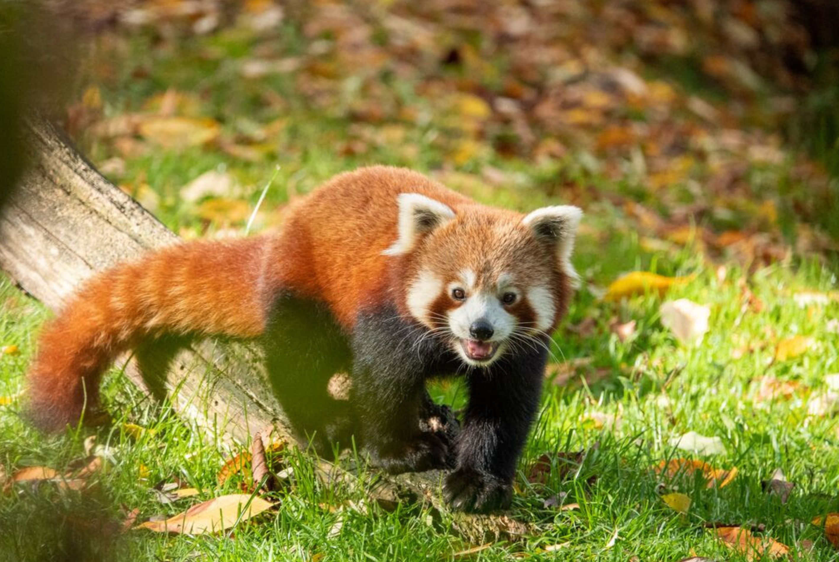 PAIRI DAIZA PARTEZ EN VOYAGE DANS LE MONDE