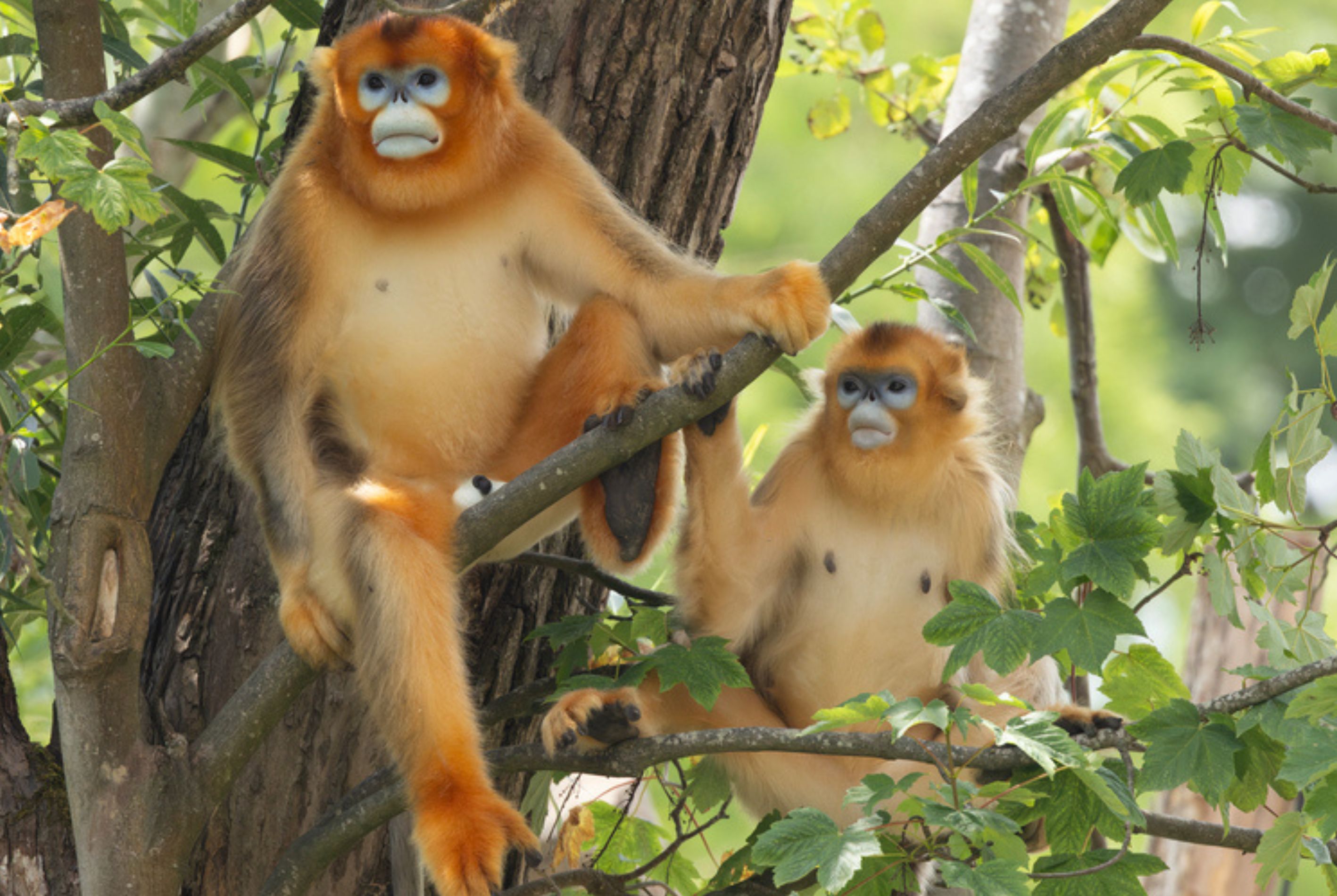PAIRI DAIZA PARTEZ EN VOYAGE DANS LE MONDE