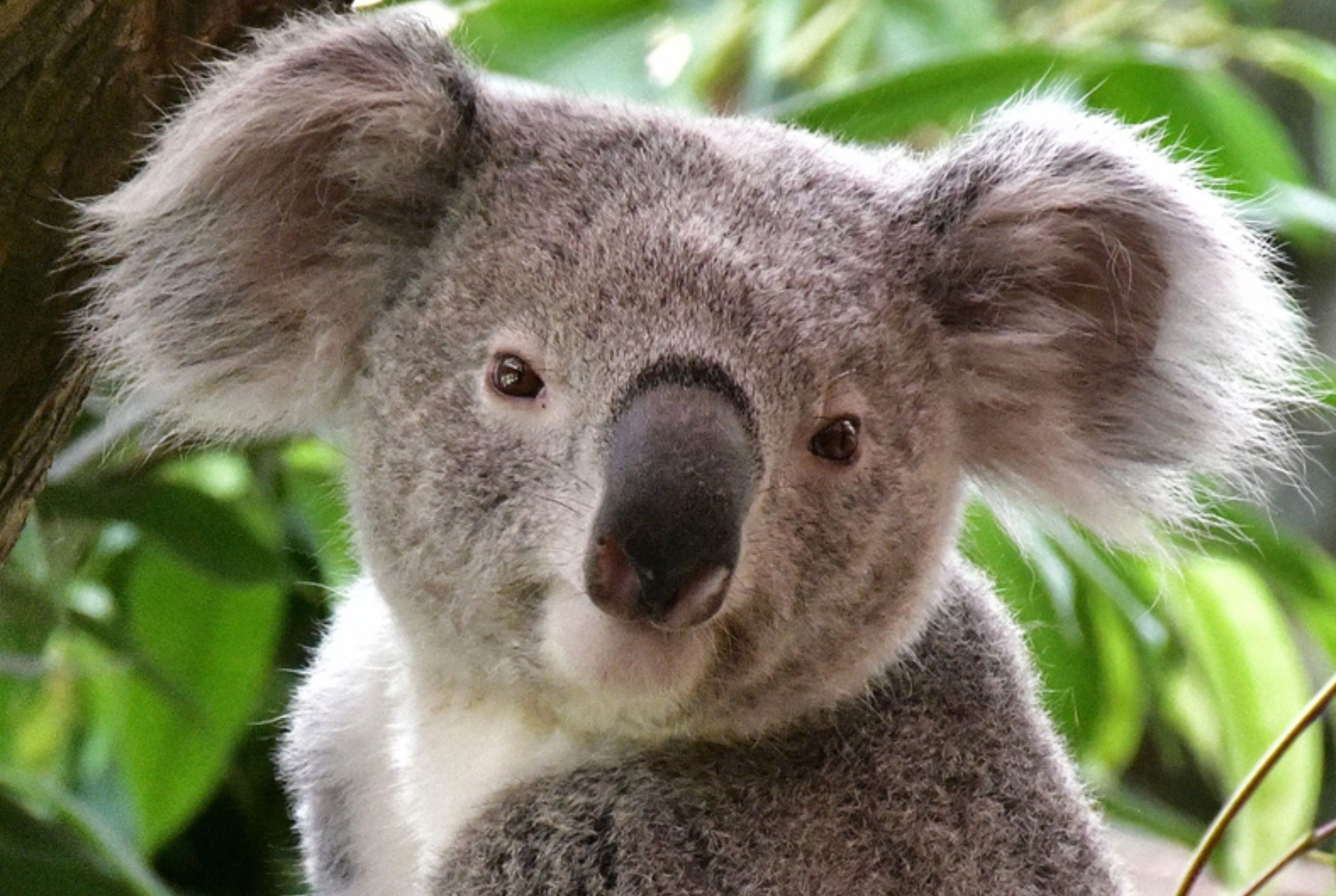 PAIRI DAIZA PARTEZ EN VOYAGE DANS LE MONDE