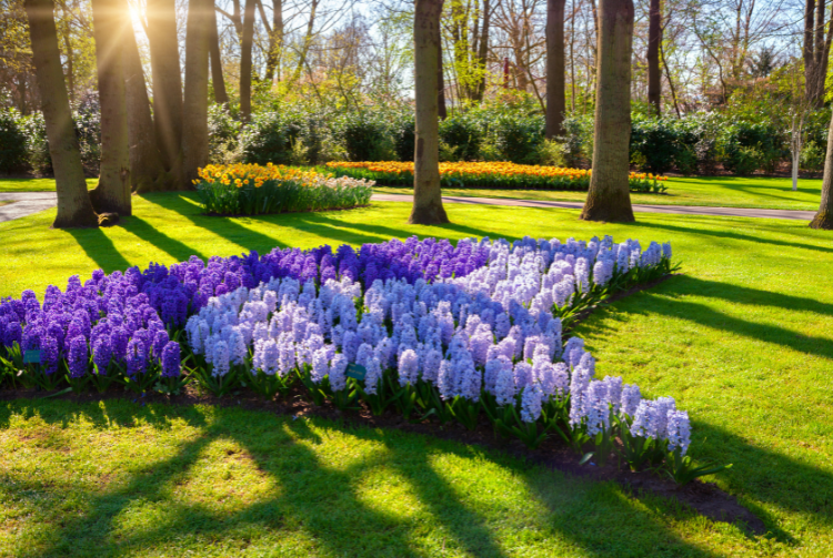 KEUKENHOF CORSO FLEURI