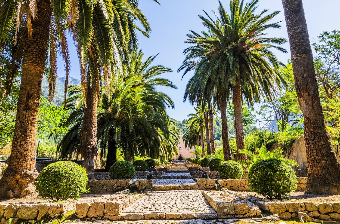 MAJORQUE PARADISIAQUE