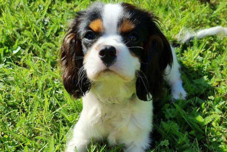 PARIS - SALON DE L'AGRICULTURE
