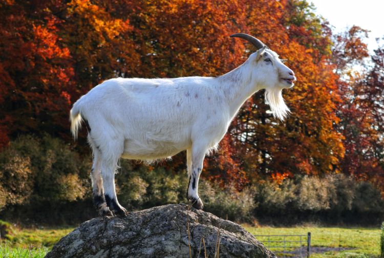 PARIS - SALON DE L'AGRICULTURE