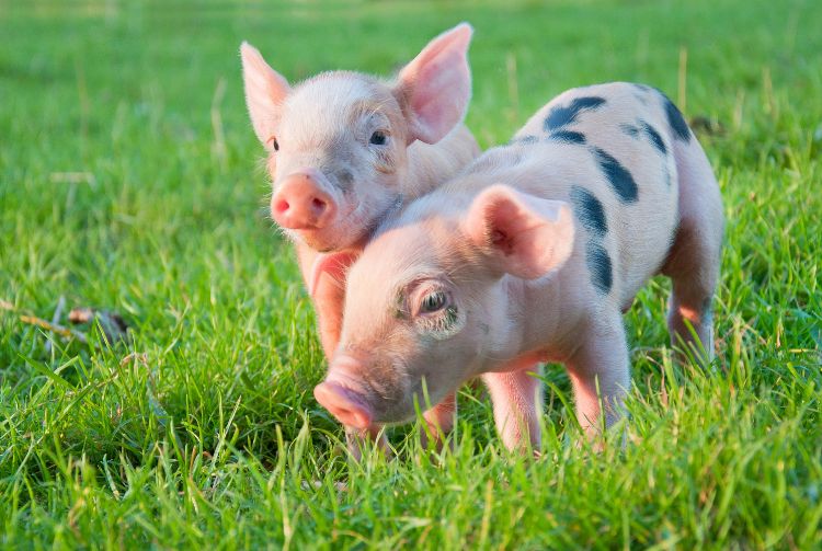 PARIS - SALON DE L'AGRICULTURE
