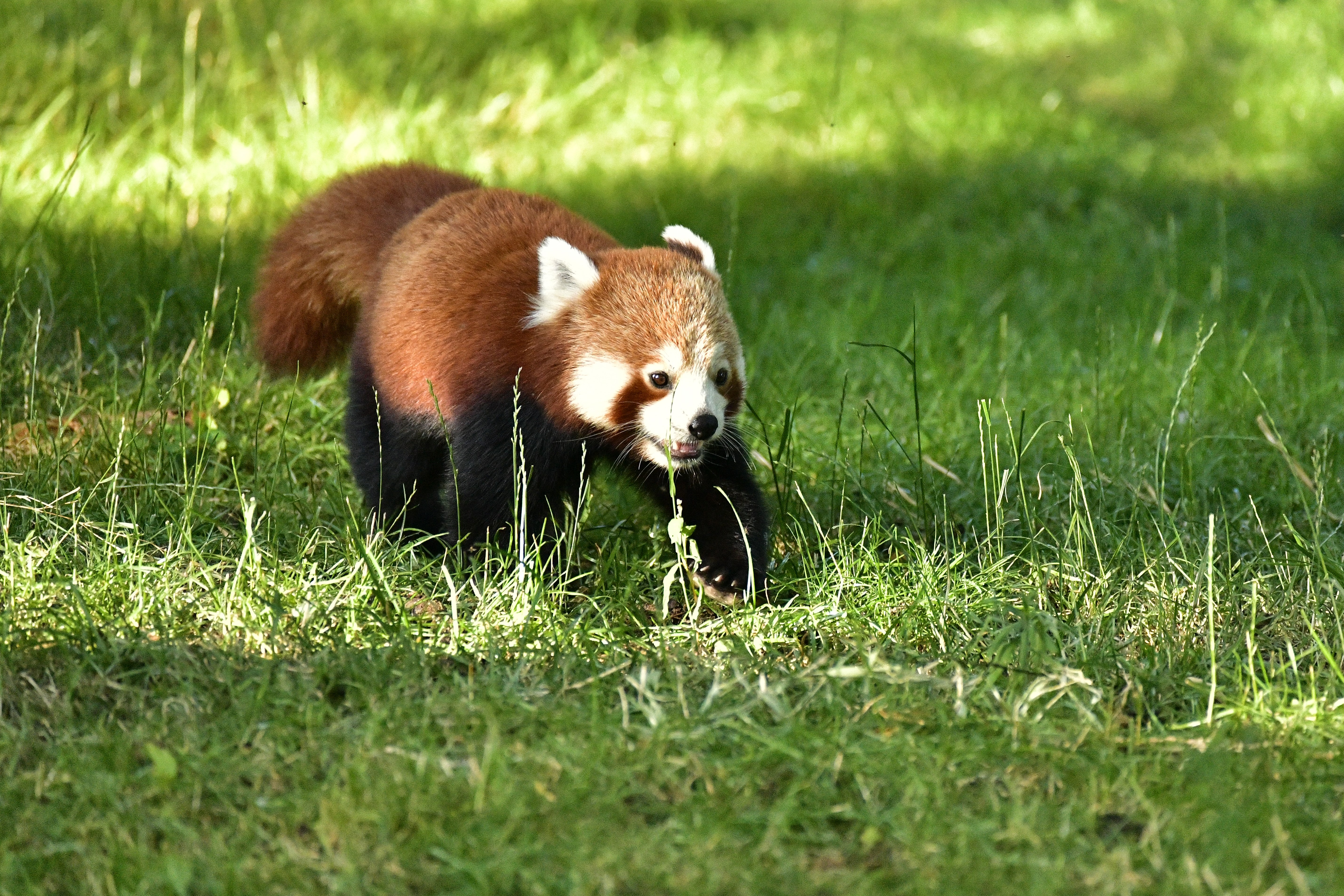 PAIRI DAIZA, LES ESTIVALES